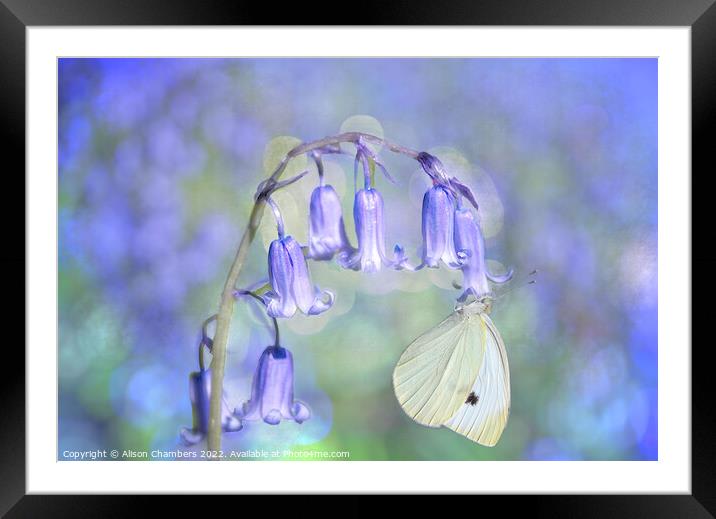 Bluebell and Butterfly Framed Mounted Print by Alison Chambers