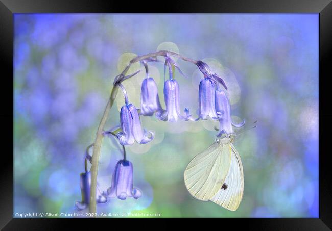 Bluebell and Butterfly Framed Print by Alison Chambers