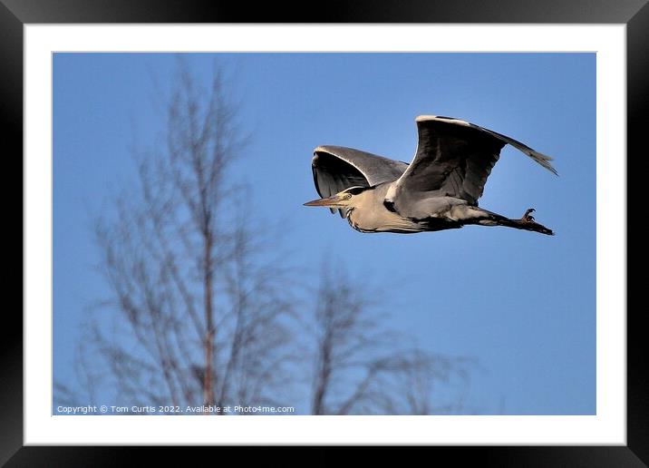 Grey Heron in Flight  Framed Mounted Print by Tom Curtis