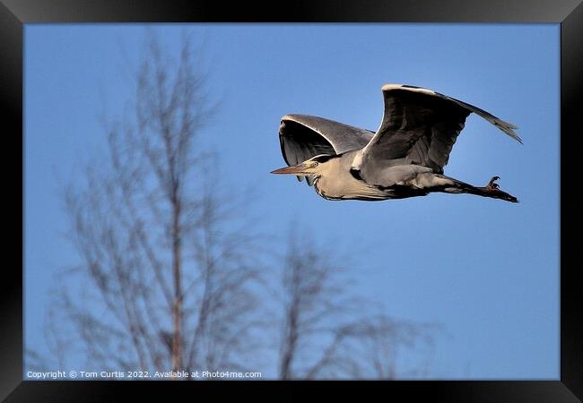 Grey Heron in Flight  Framed Print by Tom Curtis