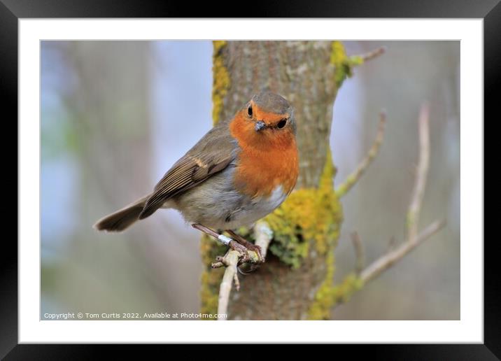 Robin perched on a tree branch Framed Mounted Print by Tom Curtis