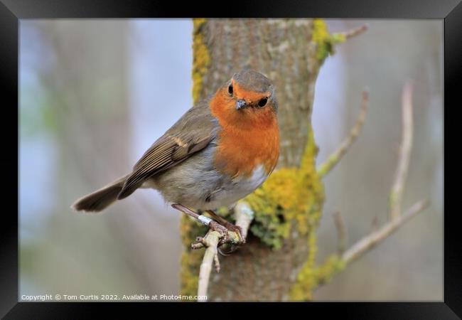 Robin perched on a tree branch Framed Print by Tom Curtis