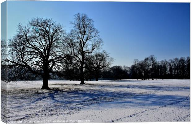 Winter at  Brodsworth South Yorkshire Canvas Print by Tom Curtis