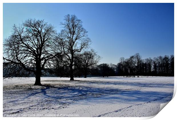 Winter at  Brodsworth South Yorkshire Print by Tom Curtis