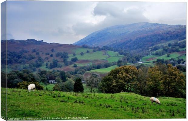 From Loughrigg Fell Cumbria Canvas Print by Tom Curtis