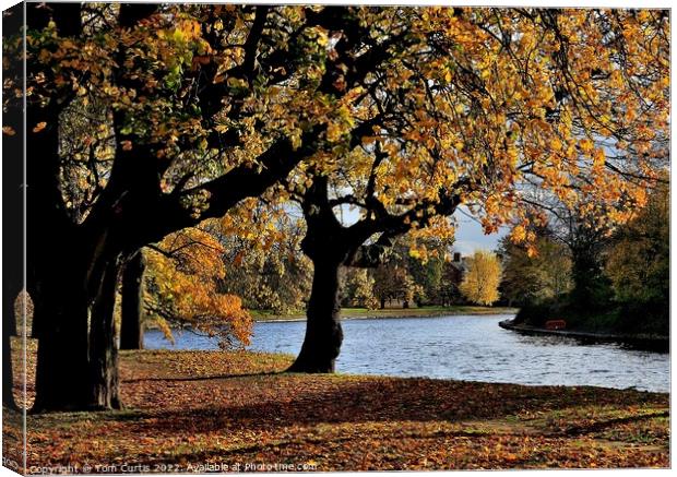 Autumn River Ouse York Canvas Print by Tom Curtis