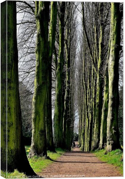 Avenue of Limes Canvas Print by Tom Curtis