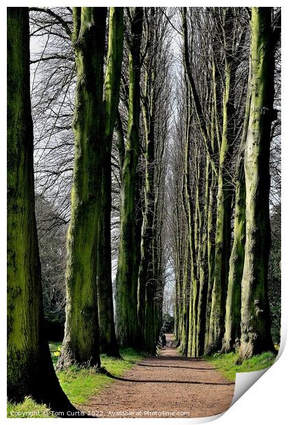Avenue of Limes Print by Tom Curtis