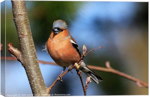 Chaffinch perched on tree Canvas Print by Tom Curtis