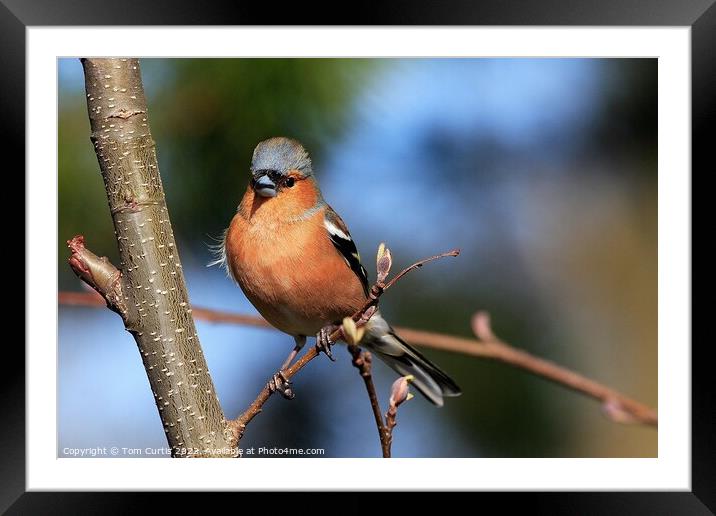 Chaffinch perched on tree Framed Mounted Print by Tom Curtis