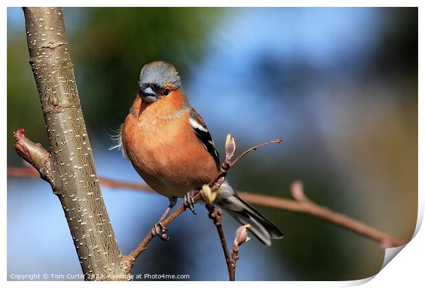 Chaffinch perched on tree Print by Tom Curtis