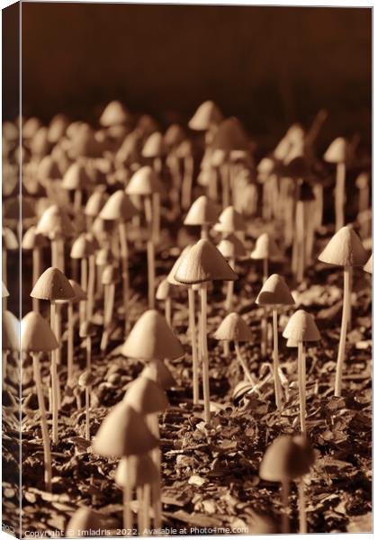 Fun Fungi: 101 Mushrooms Canvas Print by Imladris 