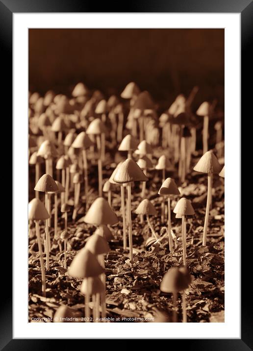 Fun Fungi: 101 Mushrooms Framed Mounted Print by Imladris 