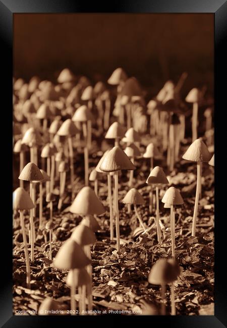 Fun Fungi: 101 Mushrooms Framed Print by Imladris 