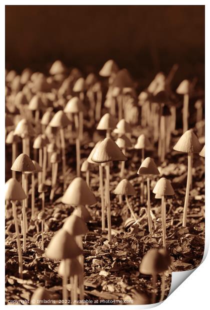 Fun Fungi: 101 Mushrooms Print by Imladris 