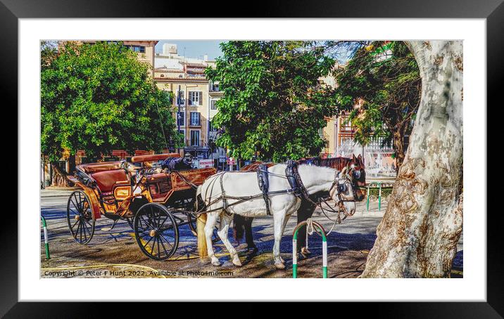 Horse And Carriage Palma Mallorca Framed Mounted Print by Peter F Hunt