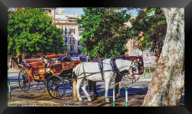 Horse And Carriage Palma Mallorca Framed Print by Peter F Hunt