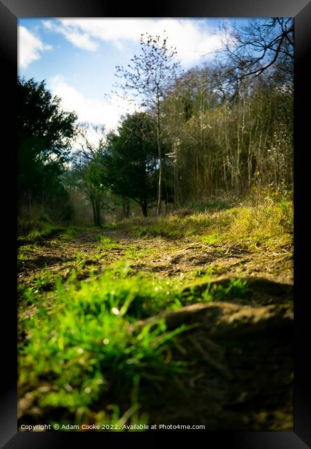 Ground Level | Selsdon Wood Nature Reserve | Bird  Framed Print by Adam Cooke