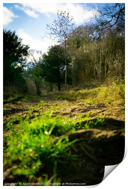 Ground Level | Selsdon Wood Nature Reserve | Bird  Print by Adam Cooke