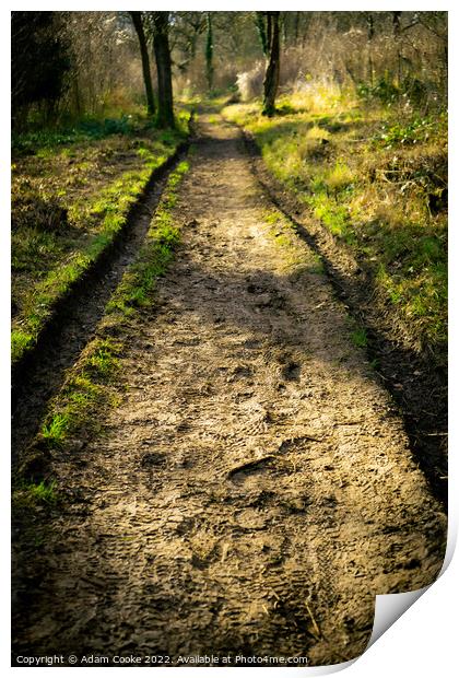 Muddy Path Ahead | Selsdon Wood Nature Reserve | B Print by Adam Cooke