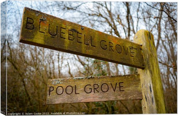 Bluebell Grove or Pool Grove? | Selsdon Wood Natur Canvas Print by Adam Cooke