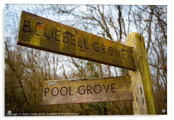Bluebell Grove or Pool Grove? | Selsdon Wood Natur Acrylic by Adam Cooke