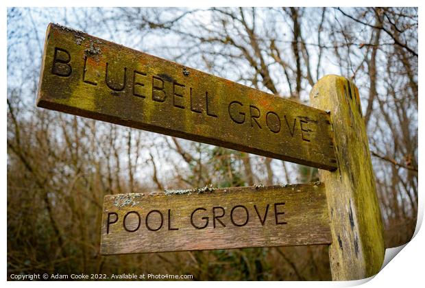 Bluebell Grove or Pool Grove? | Selsdon Wood Natur Print by Adam Cooke
