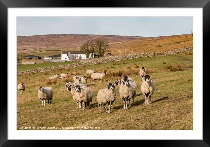 Inquisitive Sheep  Framed Mounted Print by Richard Laidler