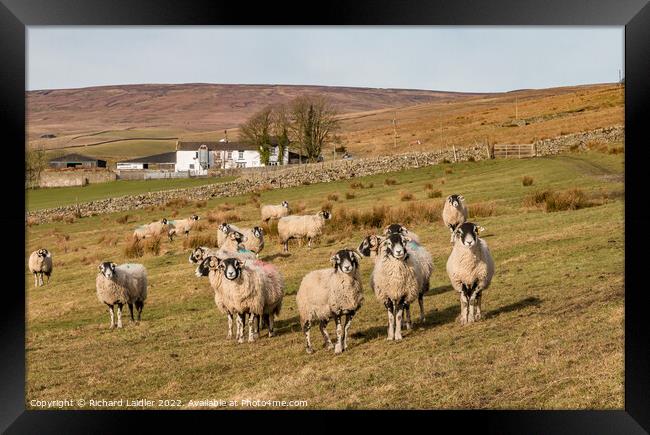 Inquisitive Sheep  Framed Print by Richard Laidler