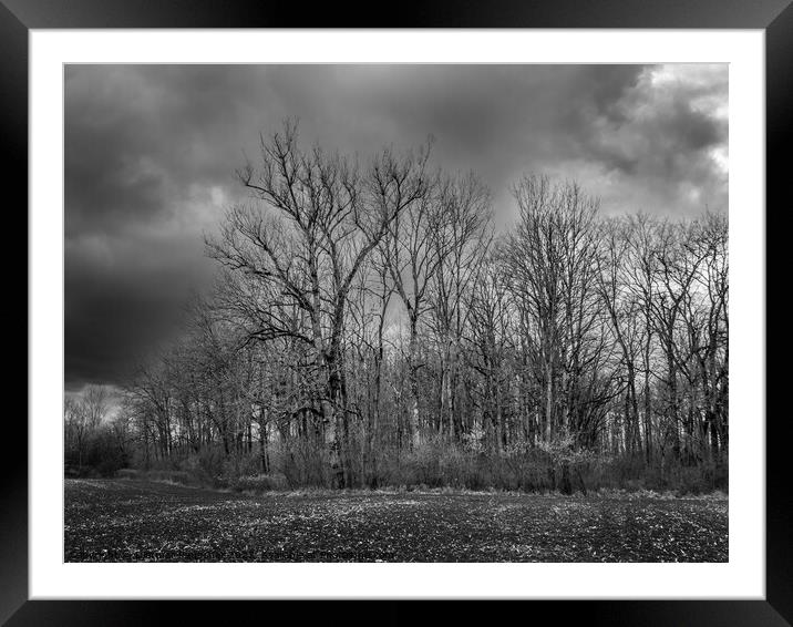 Forest Edge with Bare Trees in Winter  Framed Mounted Print by Dietmar Rauscher