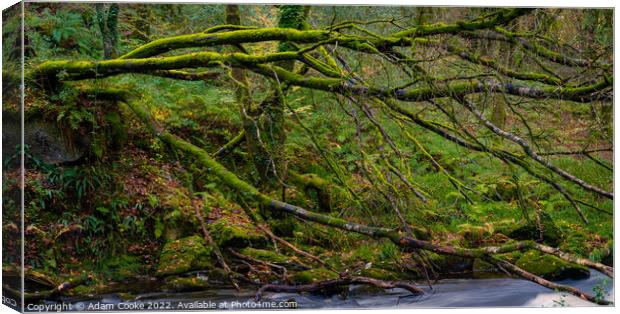 Tree over the River Fowey | Golitha Falls | Bodmin Moor | Cornwall Canvas Print by Adam Cooke