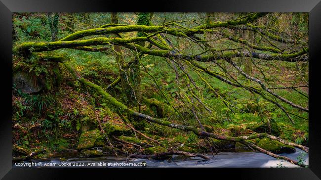 Tree over the River Fowey | Golitha Falls | Bodmin Moor | Cornwall Framed Print by Adam Cooke