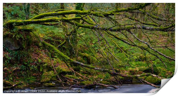 Tree over the River Fowey | Golitha Falls | Bodmin Moor | Cornwall Print by Adam Cooke