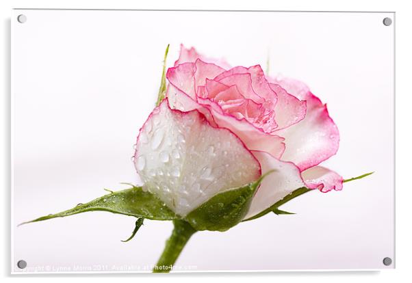 Delicate In Pink Acrylic by Lynne Morris (Lswpp)