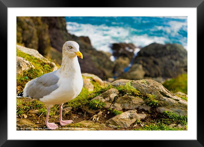 Seagull | Polperro | Cornwall Framed Mounted Print by Adam Cooke