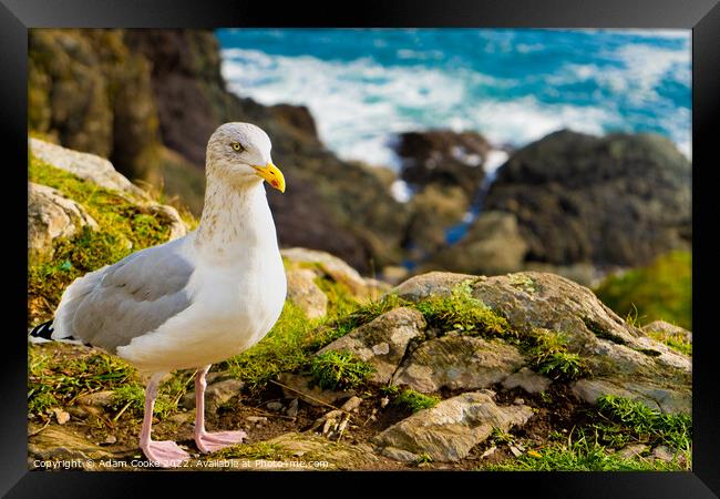 Seagull | Polperro | Cornwall Framed Print by Adam Cooke