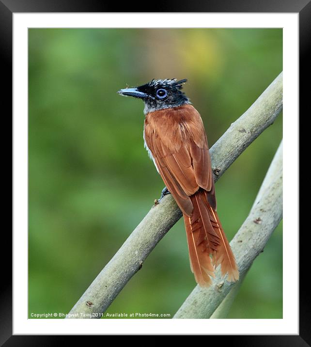 Asian Paradise Flycatcher Framed Mounted Print by Bhagwat Tavri