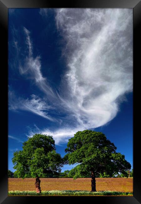 Twin Trees of Nottingham Framed Print by David McGeachie