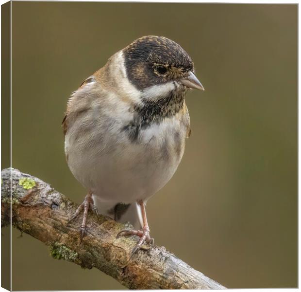 Reed Bunting Portrait Canvas Print by Jonathan Thirkell