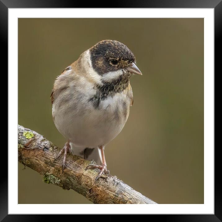 Reed Bunting Portrait Framed Mounted Print by Jonathan Thirkell