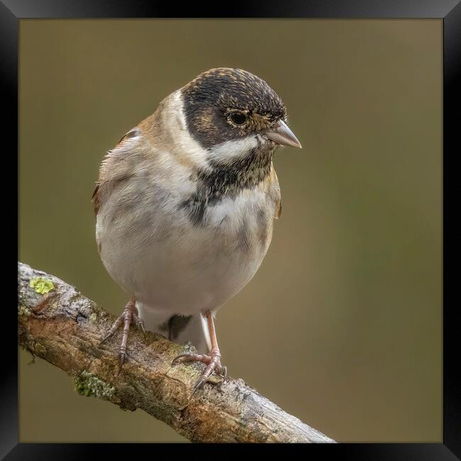 Reed Bunting Portrait Framed Print by Jonathan Thirkell