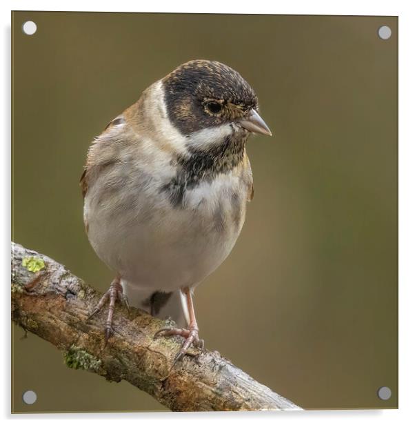 Reed Bunting Portrait Acrylic by Jonathan Thirkell