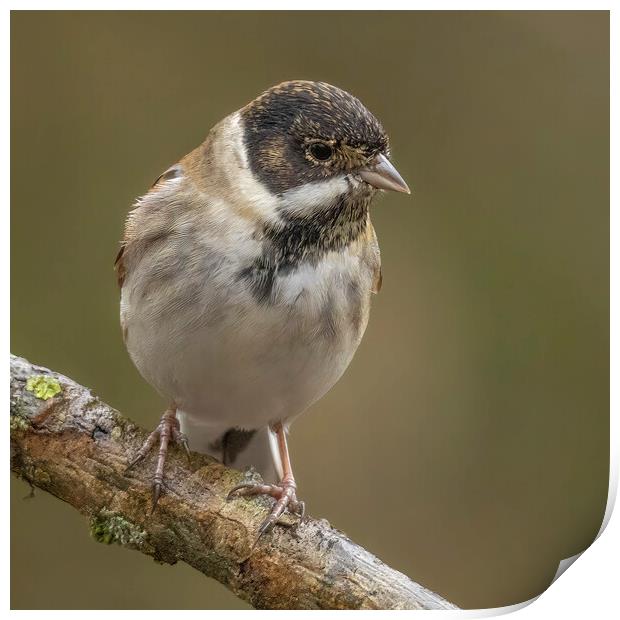 Reed Bunting Portrait Print by Jonathan Thirkell