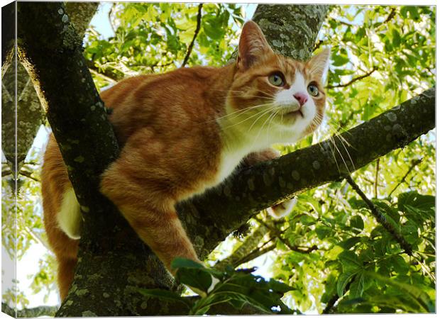 Tree Cat Canvas Print by Hannah Scriven