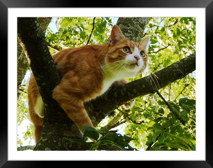 Tree Cat Framed Mounted Print by Hannah Scriven