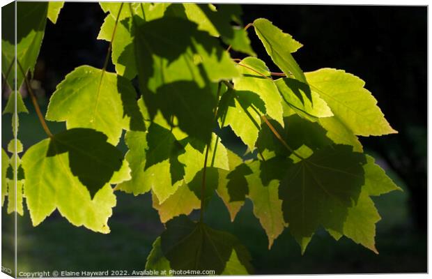 Leaves and shadows close up Canvas Print by Elaine Hayward