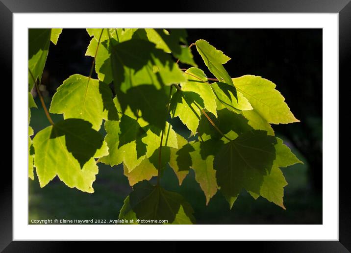 Leaves and shadows close up Framed Mounted Print by Elaine Hayward