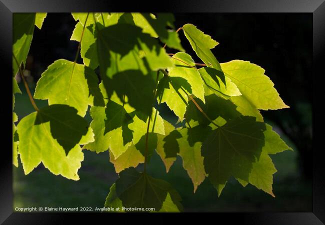 Leaves and shadows close up Framed Print by Elaine Hayward