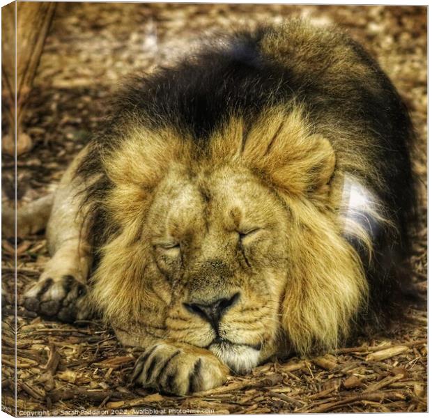 Lion sleeps tonight Canvas Print by Sarah Paddison