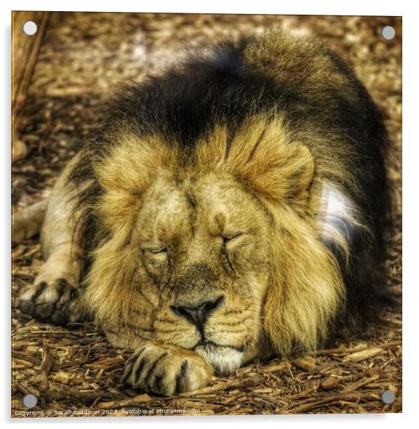 Lion sleeps tonight Acrylic by Sarah Paddison